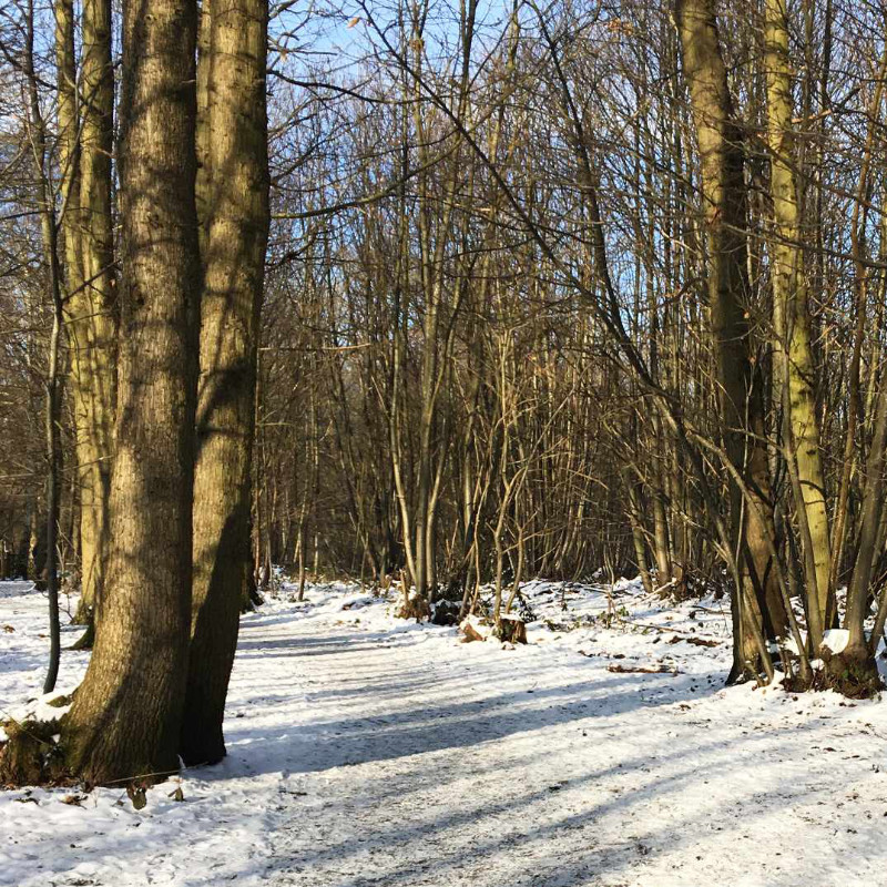 afternoon sun creating long snow shadows