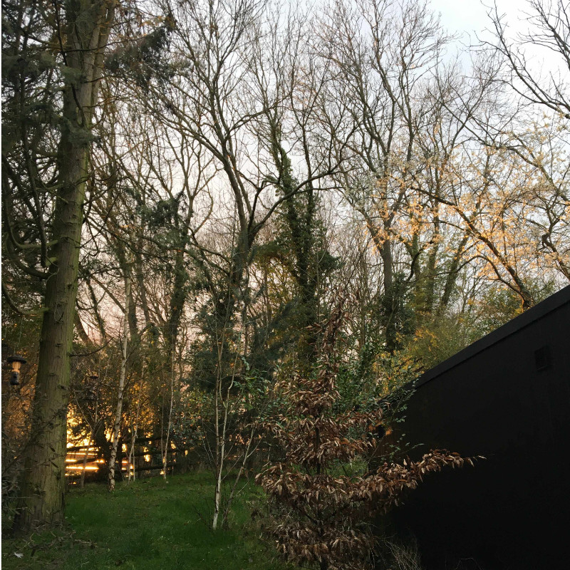 sunset lighting up blossom