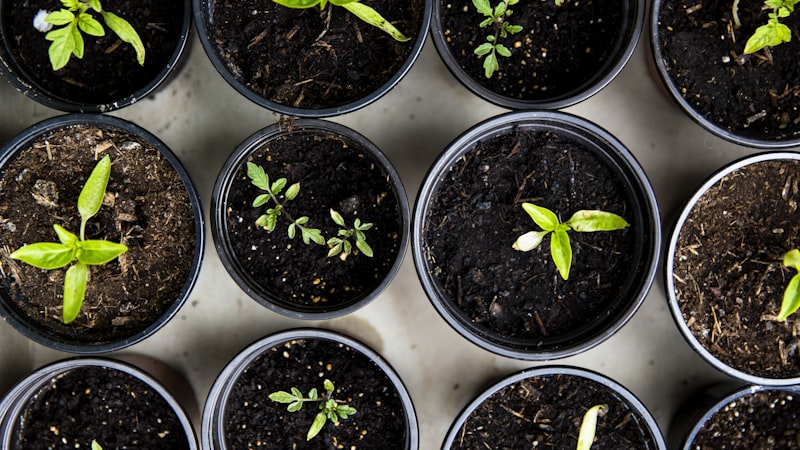 Choosing the right soil mix