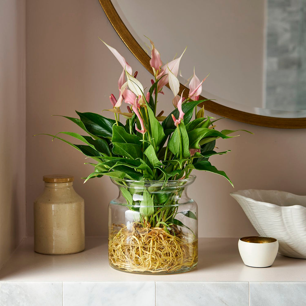 Standard: Premium version