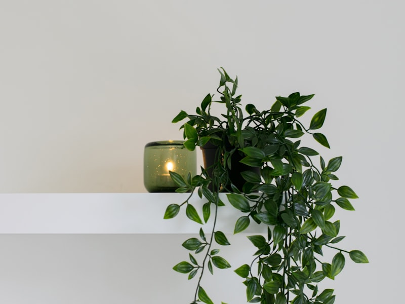 Lush pothos vine