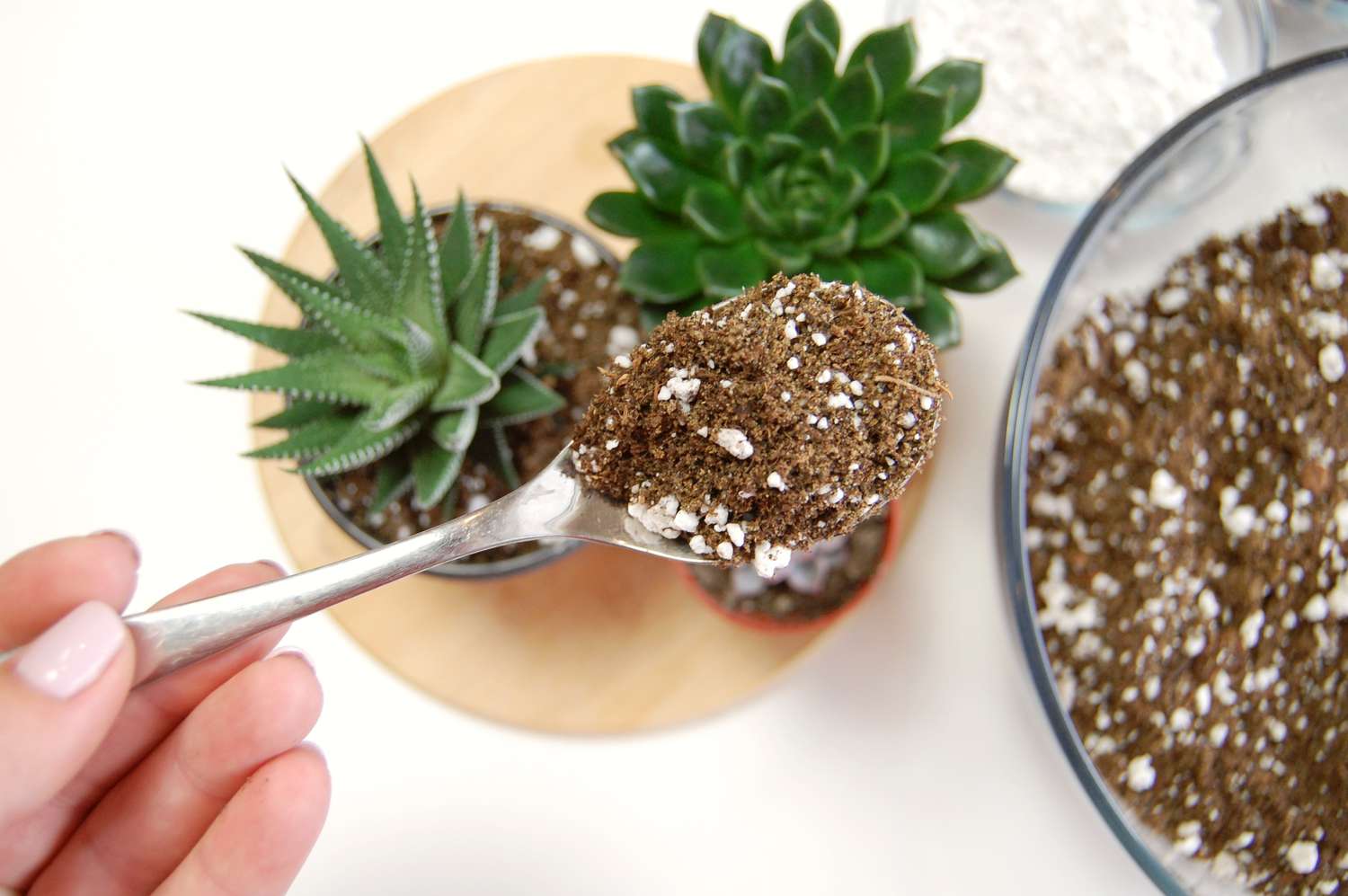 Succulent Mix soil
